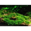 Lũa Cholla Lucas’s Aqua - Lũa tự nhiên cho tép cảnh, tạo biofilm, trang trí hồ thủy sinh, giá chỉ 149.900 6
