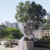 Lưới chống chim MAOYE66SY 4-10m - Bảo vệ cây, rau, phòng côn trùng, trắng chắc chắn, tái sử dụng 8
