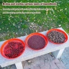 Mingxuan2 Sàng Sân Vườn Nhựa - Dụng Cụ Lọc Cát Đất, Phân Đá, Cây Giống Giá Ưu Đãi 55.770 VND 2