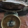 Mực câu biển Cửa Lò 500g siêu ngon - Giá ưu đãi 99.000đ, tươi sống 5