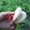 Ngón Tay Castanet Bề Mặt Mịn Đồ Chơi Âm Nhạc Lễ Hội Quà Tặng Sinh Nhật