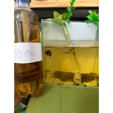 Nước cốt lá bàng dưỡng cá betta và rùa, tặng lá bàng khô, chỉ 10.000₫