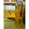 Nước cốt lá bàng dưỡng cá betta và rùa, tặng lá bàng khô, chỉ 10.000₫ 7