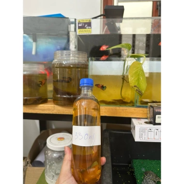 Nước cốt lá bàng dưỡng cá betta và rùa, tặng lá bàng khô, chỉ 10.000₫