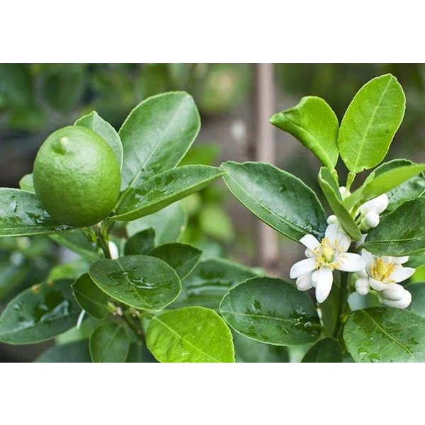 Trải nghiệm thực tế: Người làm vườn chia sẻ cảm nhận khi dùng phân bón lá HQ-101