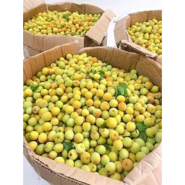 Hình ảnh sản phẩm Quả Mơ Tươi Ngon 1kg Hà Nội - Giá Rẻ Bất Ngờ Còn 130k