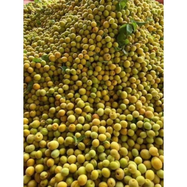 Hình ảnh sản phẩm Quả Mơ Tươi Ngon 1kg Hà Nội - Giá Rẻ Bất Ngờ Còn 130k