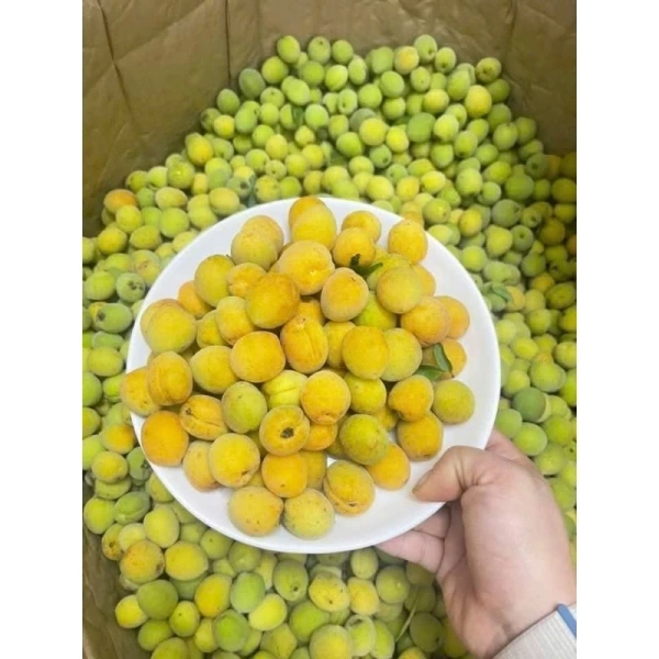 Hình ảnh sản phẩm Quả Mơ Tươi Ngon 1kg Hà Nội - Giá Rẻ Bất Ngờ Còn 130k