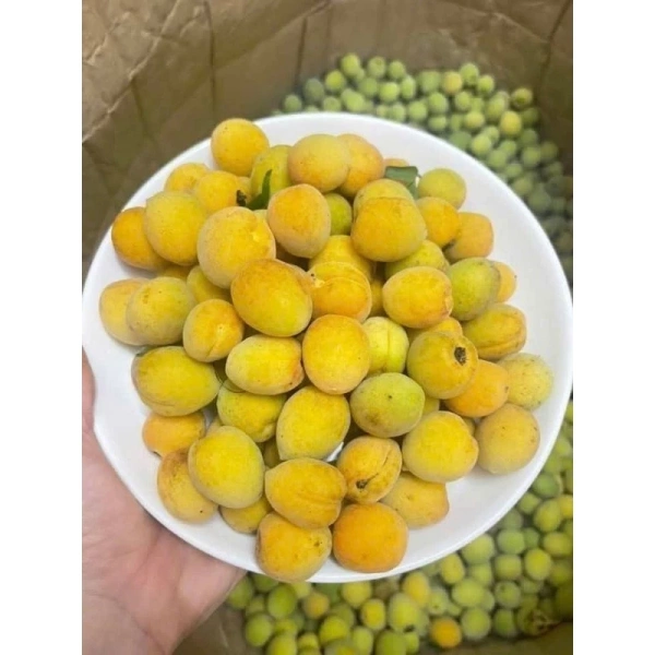 Hình ảnh sản phẩm Quả Mơ Tươi Ngon 1kg Hà Nội - Giá Rẻ Bất Ngờ Còn 130k