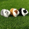 ROOKIEDD4 Hamster Đồ Chơi Sang Trọng, Búp Bê Chuột Lang Sang Trọng Mũm mĩm Mềm Mại, Bộ Sưu Tập Hoạt Hình Bông PP Dễ Thương Động Vật Nhồi Bông Búp Bê Sang Trọng Trang Trí Hiện Tại 3