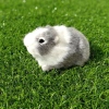 ROOKIEDD4 Hamster Đồ Chơi Sang Trọng, Búp Bê Chuột Lang Sang Trọng Mũm mĩm Mềm Mại, Bộ Sưu Tập Hoạt Hình Bông PP Dễ Thương Động Vật Nhồi Bông Búp Bê Sang Trọng Trang Trí Hiện Tại 5