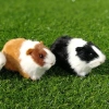 ROOKIEDD4 Hamster Đồ Chơi Sang Trọng, Búp Bê Chuột Lang Sang Trọng Mũm mĩm Mềm Mại, Bộ Sưu Tập Hoạt Hình Bông PP Dễ Thương Động Vật Nhồi Bông Búp Bê Sang Trọng Trang Trí Hiện Tại 9
