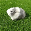 ROOKIEDD4 Hamster Đồ Chơi Sang Trọng, Búp Bê Chuột Lang Sang Trọng Mũm mĩm Mềm Mại, Bộ Sưu Tập Hoạt Hình Bông PP Dễ Thương Động Vật Nhồi Bông Búp Bê Sang Trọng Trang Trí Hiện Tại 10