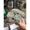 Sen đá gốc thụ đa dạng - Giá ưu đãi 249.999đ (giảm từ 312.499đ) - Cây xanh lá 4