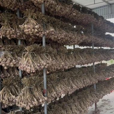 Tỏi Củ Kinh Môn thơm nồng đậm vị - Giảm giá 68.000đ, tốt cho sức khỏe 8 Tỏi Củ Kinh Môn thơm nồng đậm vị - Giảm giá 68.000đ, tốt cho sức khỏe 8