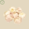 Tỏi Lụa 1Kg - Tỏi Củ Khô Sạch Đẹp, Hàng Mới Ngày Mới, Loại Ngon Chắc Củ, Giá 36.000đ 3