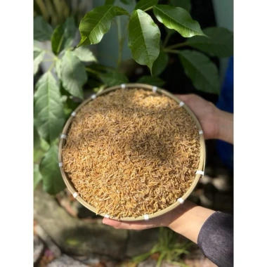 Trấu sống giá thể cho cây, rau, hoa kiểng – Độ tơi xốp cao, phát triển mạnh, chỉ 15.000đ (giá gốc 19.050đ) 4