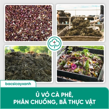Trichoderma BS07 - Nấm Vi Sinh Đối Kháng, Phòng Nấm Đất, Cải Tạo Đất Tơi Xốp, 133.000 4 Trichoderma BS07 - Nấm Vi Sinh Đối Kháng, Phòng Nấm Đất, Cải Tạo Đất Tơi Xốp, 133.000 4