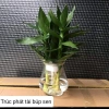 Trúc phát tài búp sen để bàn - Tiệm cây xanh lá, phong thủy tài lộc, giảm còn 150.000₫