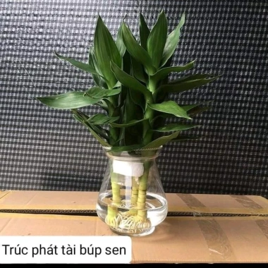 Trúc phát tài búp sen để bàn - Tiệm cây xanh lá, phong thủy tài lộc, giảm còn 150.000₫