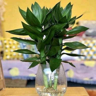 Trúc phát tài búp sen để bàn - Tiệm cây xanh lá, phong thủy tài lộc, giảm còn 150.000₫