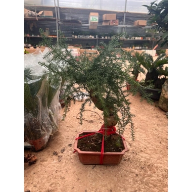 Tùng xương cá bonsai để bàn – Thân mini, không cần tưới, giá chỉ 550.000₫