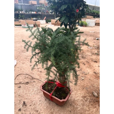 Tùng xương cá bonsai để bàn – Thân mini, không cần tưới, giá chỉ 550.000₫