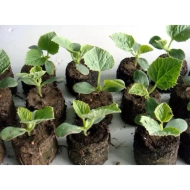Ươm Sơ Dừa 100 viên - Viên nén xơ dừng trồng cây, ươm hạt, ươm cây giống, trồng dâu tây - Giá chỉ 19.000đ 4