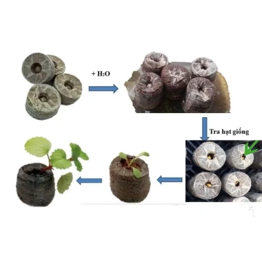 Ươm Sơ Dừa 100 viên - Viên nén xơ dừng trồng cây, ươm hạt, ươm cây giống, trồng dâu tây - Giá chỉ 19.000đ 5