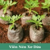 Ươm Sơ Dừa 100 viên - Viên nén xơ dừng trồng cây, ươm hạt, ươm cây giống, trồng dâu tây - Giá chỉ 19.000đ 9