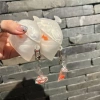 Vỏ tai nghe FLAZEA cá vàng – Chống rơi, bụi, trầy xước, kèm dây chuyền, tương thích AirPods 1‑4 & Pro2 5