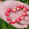 Vòng tay DIY Giáng sinh – Phụ kiện táo đỏ, trái cây trang trí, quà tặng, giá 272k 8