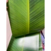 10 Giấy Gói Bánh Chưng, Bánh Tét 63x30cm C150 In 2 Mặt Giống Nhau - 45.000đ 4