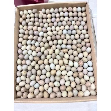 10 Trứng Gà Rutin ấp nở Trung Quốc, cám con Deheus 7.780, cám đẻ Deheus 7.790 - 59.000 VND 6