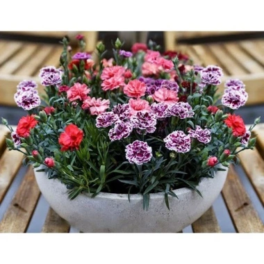 100 hạt giống hoa cẩm chướng kép mix đủ màu - Dễ nảy mầm, chỉ 8.999 VND 3 100 hạt giống hoa cẩm chướng kép mix đủ màu - Dễ nảy mầm, chỉ 8.999 VND 3