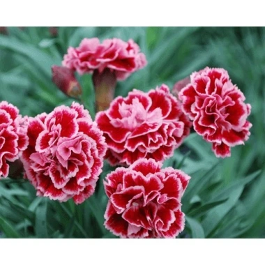 100 hạt giống hoa cẩm chướng kép mix đủ màu - Dễ nảy mầm, chỉ 8.999 VND