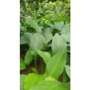 100 Lá Rong Nếp Đặc Biệt 28cm - Giá Ưu Đãi 180.000đ, Chất Lượng Cao, Thơm Ngon, Dễ Sử Dụng 2
