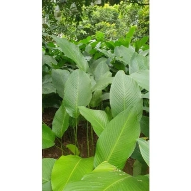 100 Lá Rong Nếp Đặc Biệt 28cm - Giá Ưu Đãi 180.000đ, Chất Lượng Cao, Thơm Ngon, Dễ Sử Dụng 2