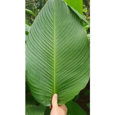 100 Lá Rong Nếp Đặc Biệt 28cm - Giá Ưu Đãi 180.000đ, Chất Lượng Cao, Thơm Ngon, Dễ Sử Dụng 3