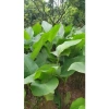 100 Lá Rong Nếp Đặc Biệt 28cm - Giá Ưu Đãi 180.000đ, Chất Lượng Cao, Thơm Ngon, Dễ Sử Dụng 5