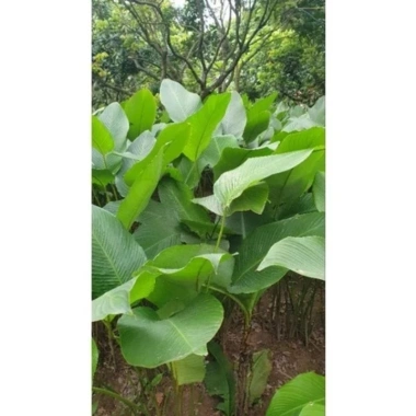 100 Lá Rong Nếp Đặc Biệt 28cm - Giá Ưu Đãi 180.000đ, Chất Lượng Cao, Thơm Ngon, Dễ Sử Dụng 5