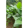 100 Lá Rong Nếp Đặc Biệt 28cm - Giá Ưu Đãi 180.000đ, Chất Lượng Cao, Thơm Ngon, Dễ Sử Dụng 6