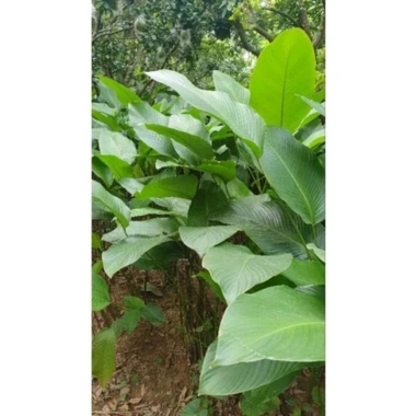 100 Lá Rong Nếp Đặc Biệt 28cm - Giá Ưu Đãi 180.000đ, Chất Lượng Cao, Thơm Ngon, Dễ Sử Dụng 6