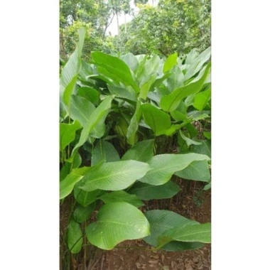 100 Lá Rong Nếp Đặc Biệt 28cm - Giá Ưu Đãi 180.000đ, Chất Lượng Cao, Thơm Ngon, Dễ Sử Dụng 7