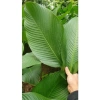 100 Lá Rong Nếp Đặc Biệt 28cm - Giá Ưu Đãi 180.000đ, Chất Lượng Cao, Thơm Ngon, Dễ Sử Dụng 8