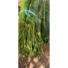100 Lá Rong Nếp Đặc Biệt 28cm - Giá Ưu Đãi 180.000đ, Chất Lượng Cao, Thơm Ngon, Dễ Sử Dụng 10