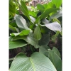 100 lá Rong Nếp size 25 cm - Dùng cho bánh trưng, bánh tét, giá 155.000 VND 3