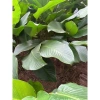 100 lá Rong Nếp size 25 cm - Dùng cho bánh trưng, bánh tét, giá 155.000 VND 4
