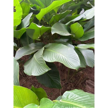 100 lá Rong Nếp size 25 cm - Dùng cho bánh trưng, bánh tét, giá 155.000 VND 4