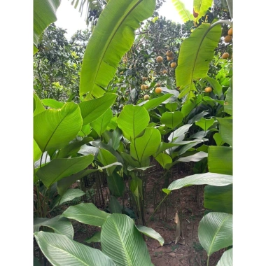100 lá Rong Nếp size 25 cm - Dùng cho bánh trưng, bánh tét, giá 155.000 VND 5